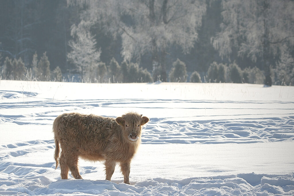 Highland cow calf in snowy field in Scottish highlands.